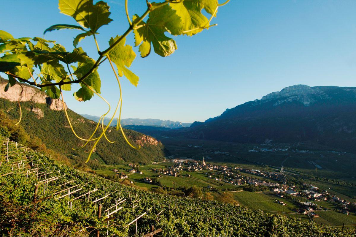 Producer Profile: Cantina Terlano